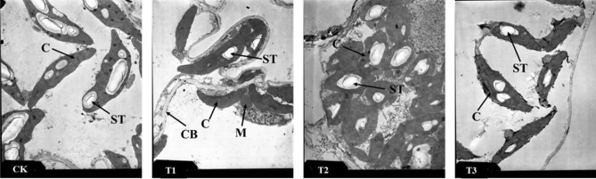 Figure 10