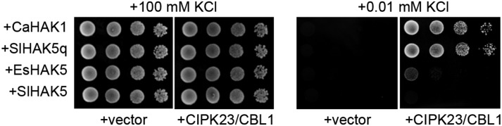 Figure 5.