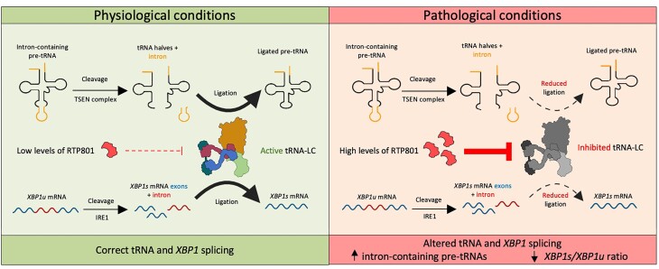 Graphical Abstract