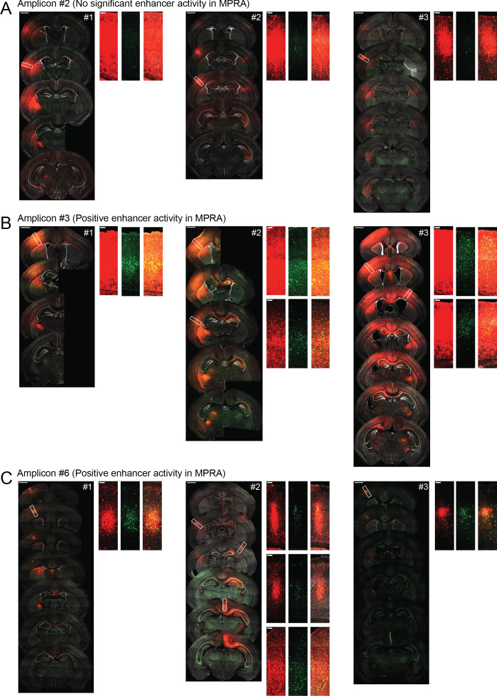 Figure 4—figure supplement 3.