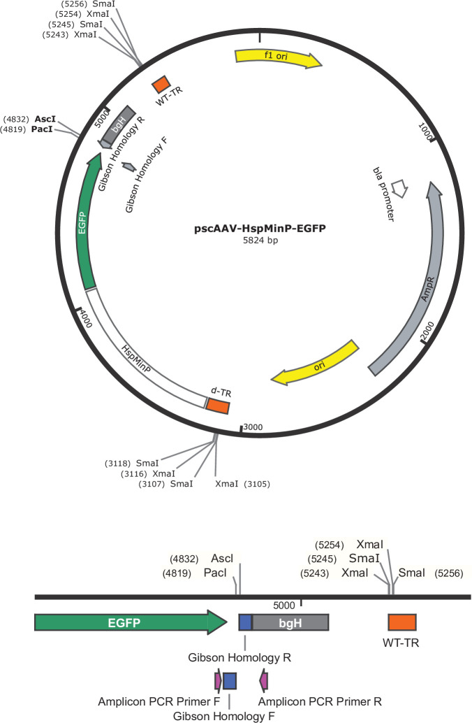 Figure 1—figure supplement 1.