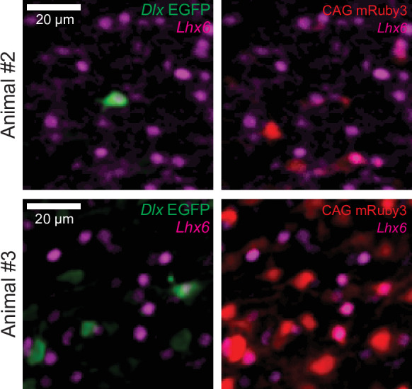 Figure 1—figure supplement 3.