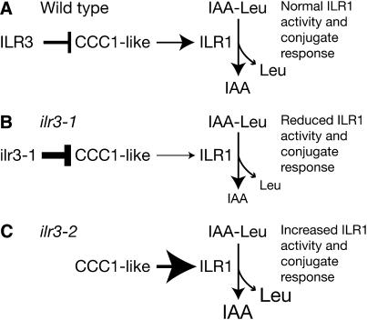 Figure 11.—