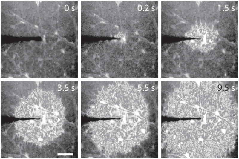 Fig. 8