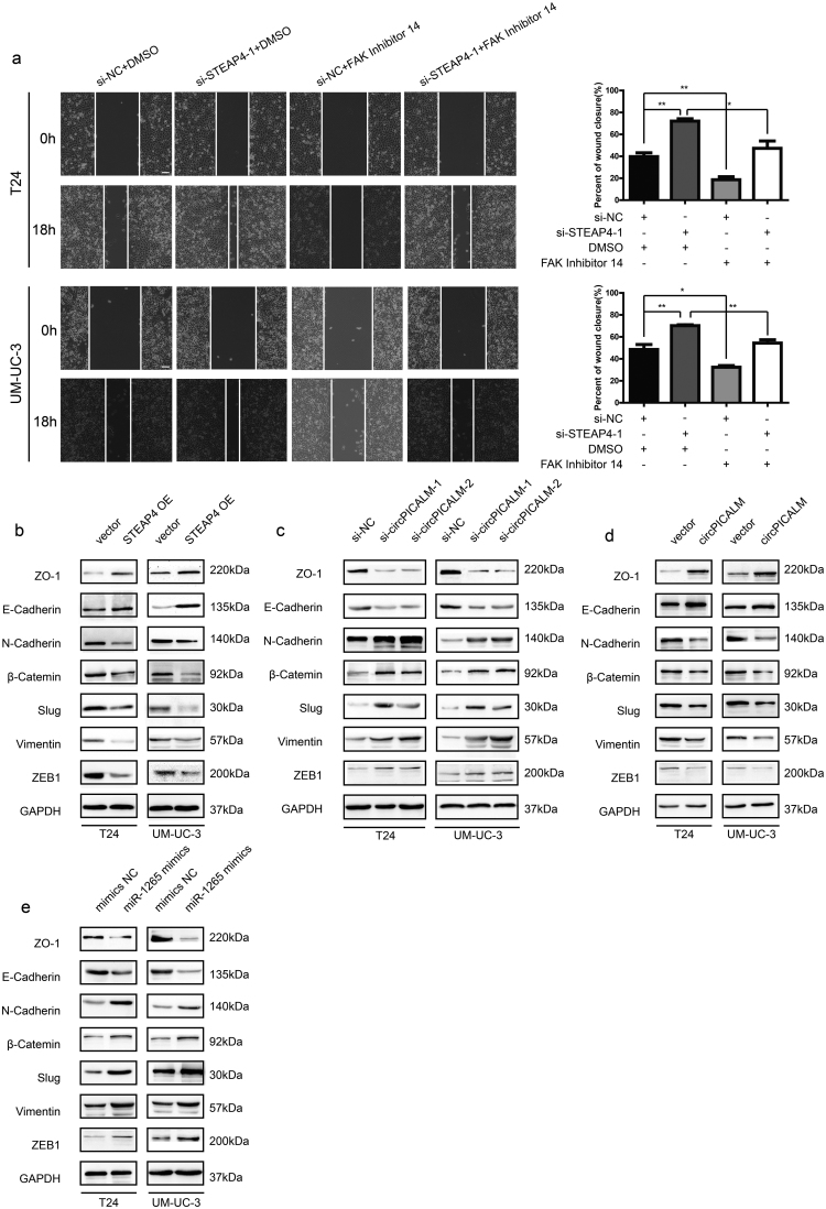 Supplementary Fig. 4