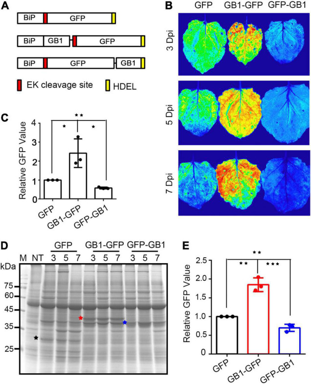 FIGURE 2