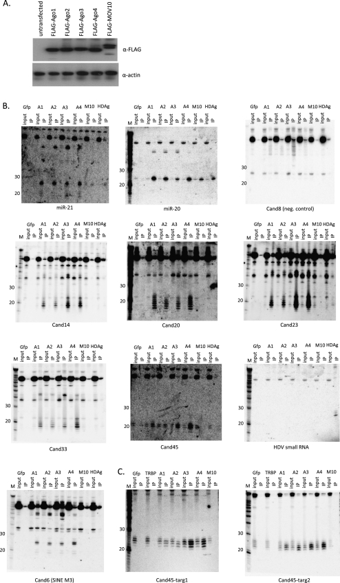 FIGURE 4.