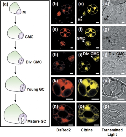 Fig. 4.