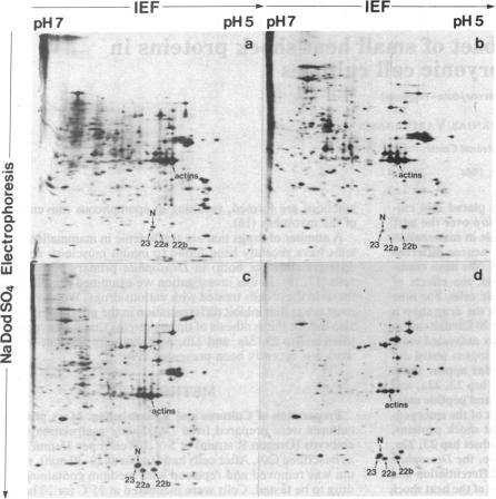 graphic file with name pnas00614-0154-a.jpg