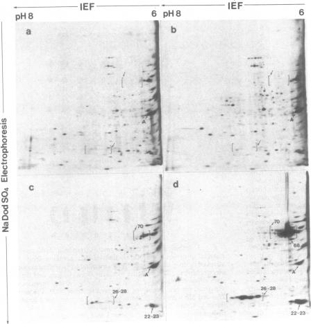 graphic file with name pnas00614-0156-a.jpg