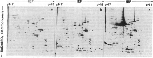 graphic file with name pnas00614-0154-b.jpg