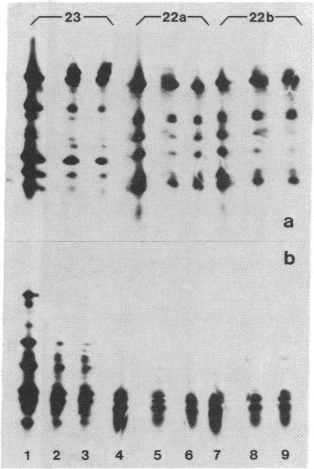 graphic file with name pnas00614-0155-a.jpg