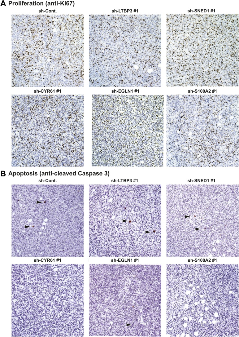 Figure 5—figure supplement 3.