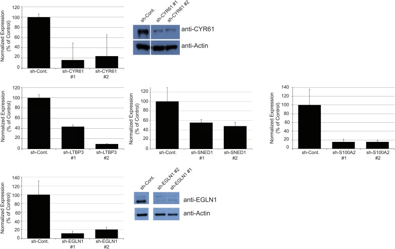 Figure 5—figure supplement 1.