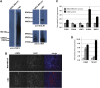 Figure 2—figure supplement 1.