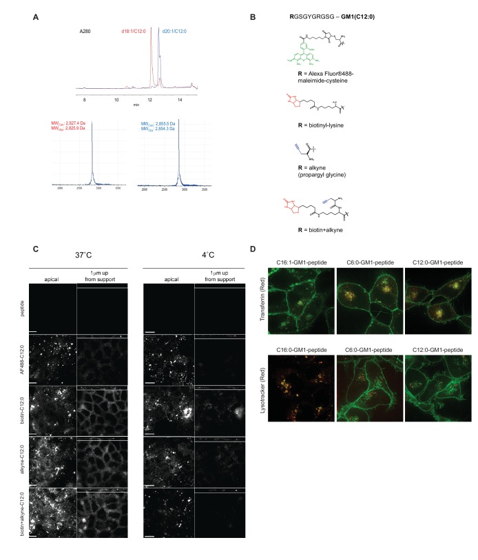 Figure 1—figure supplement 1.