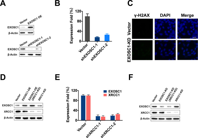 Figure 5—figure supplement 1.