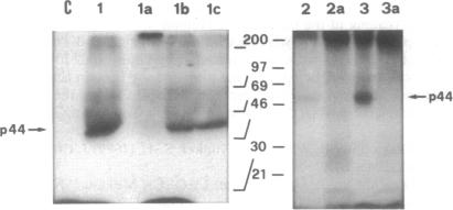 graphic file with name pnas01095-0580-a.jpg