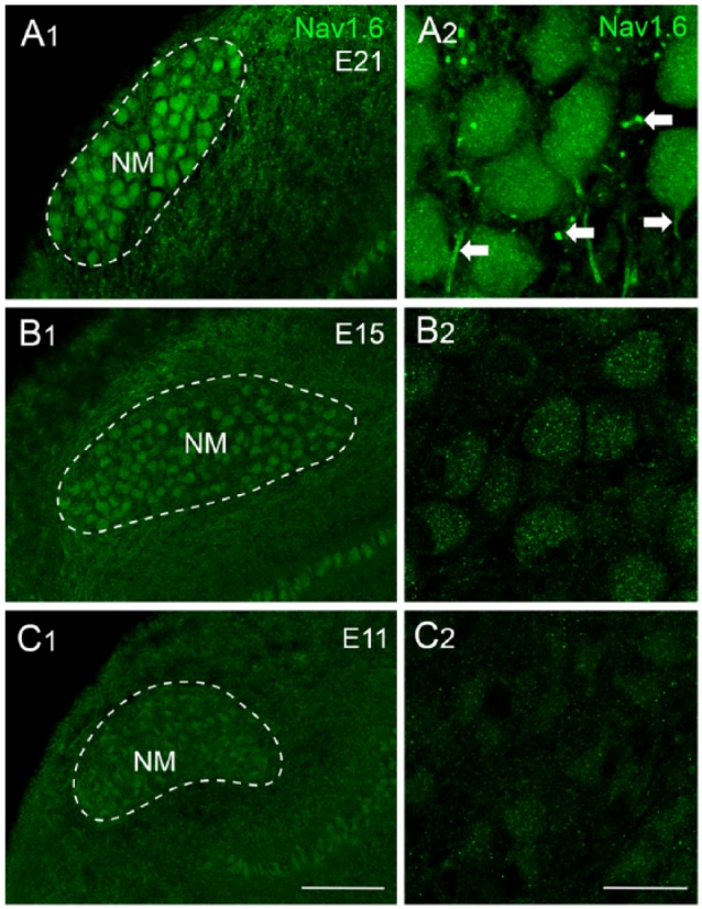 Figure 9.