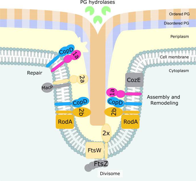 Fig 5