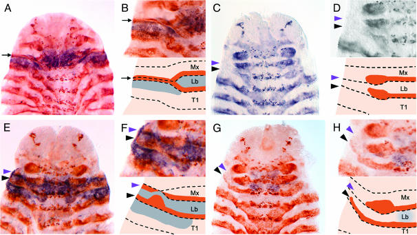 Figure 4.—