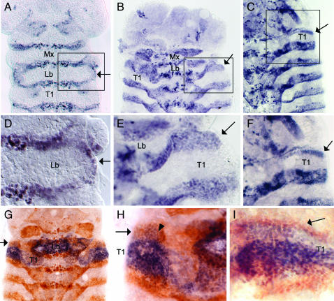 Figure 1.—