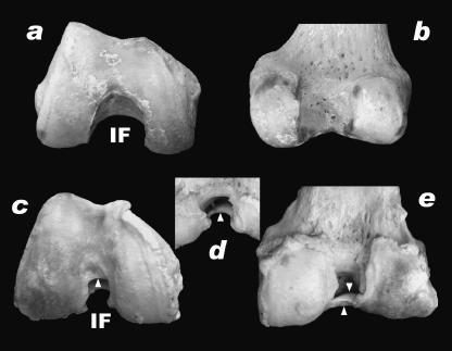 Fig. 12