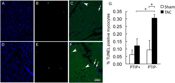 Fig 5