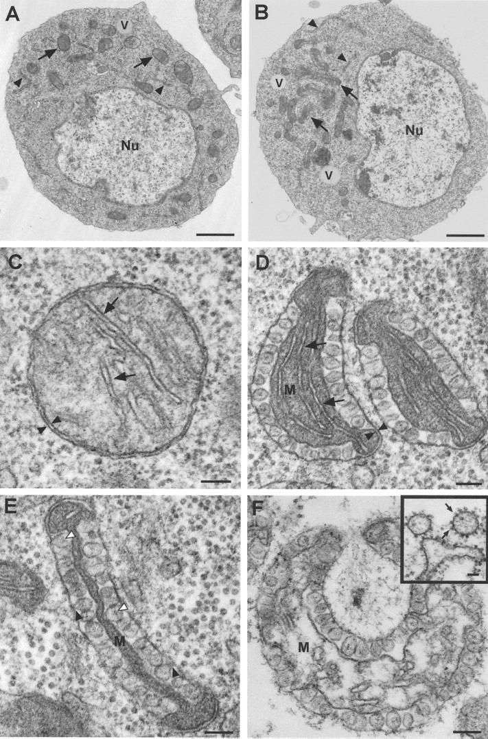 FIG. 7