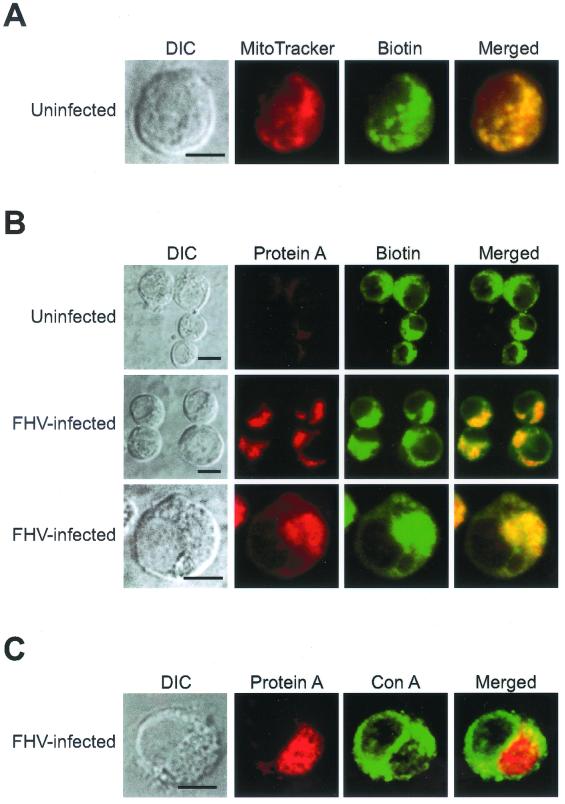 FIG. 4