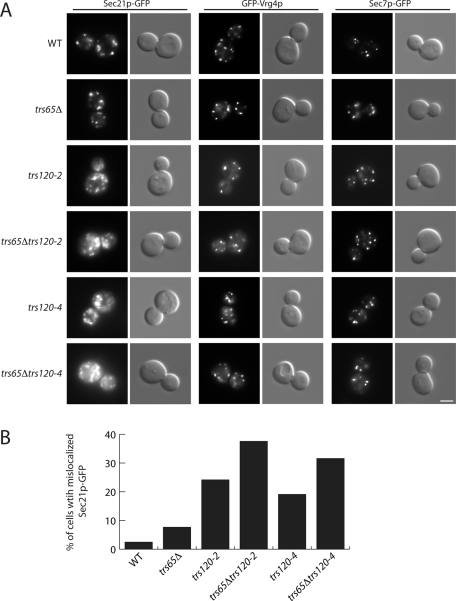 FIGURE 6: