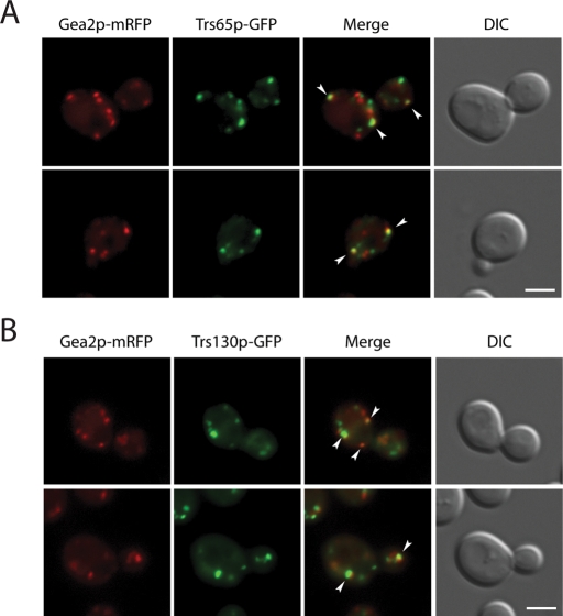 FIGURE 3: