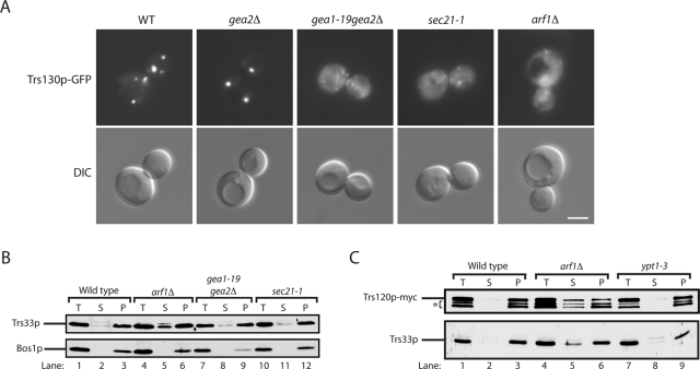 FIGURE 7: