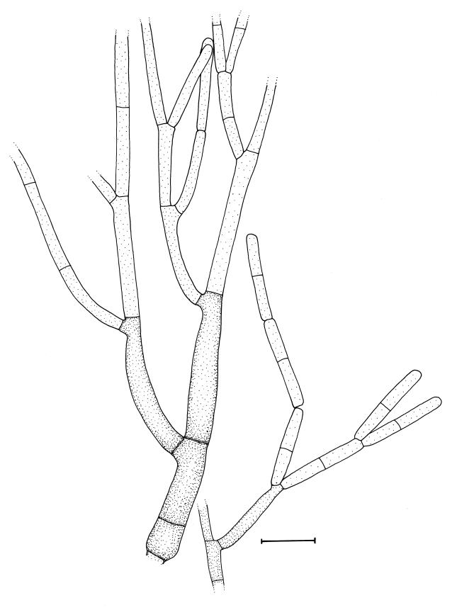 Fig. 29.