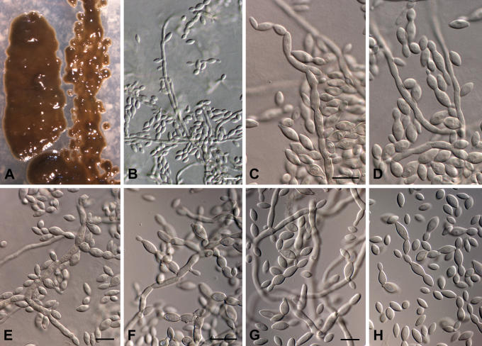 Fig. 17.