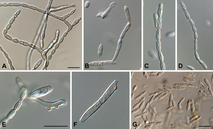 Fig. 28.