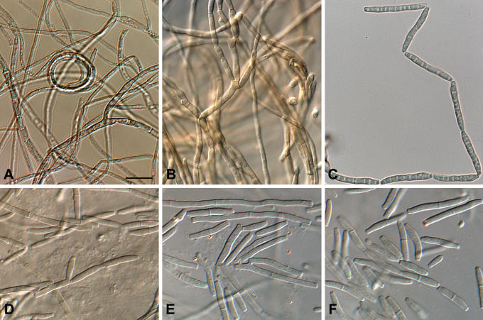 Fig. 7.