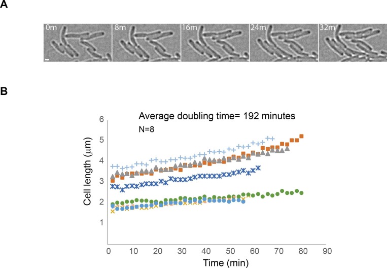 Figure 2—figure supplement 2.