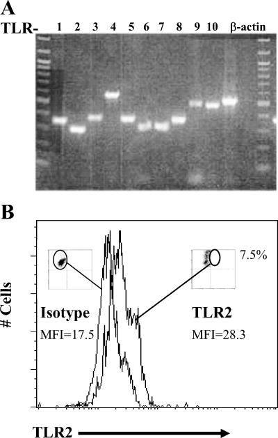 FIG. 1.