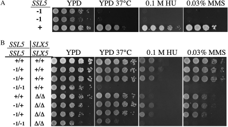 Figure 3.—