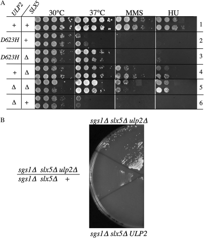 Figure 5.—