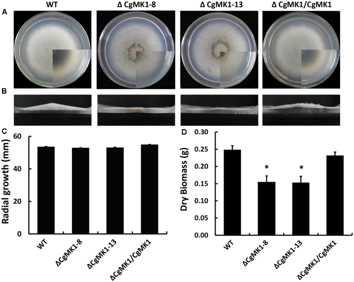 FIGURE 1