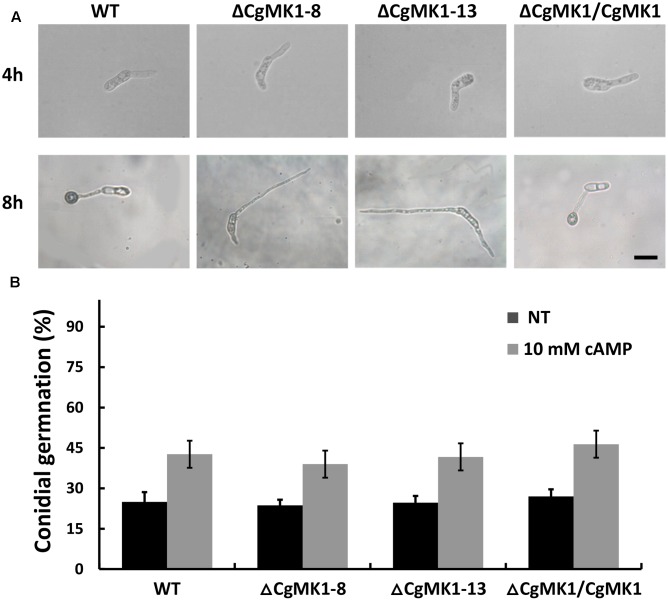 FIGURE 4