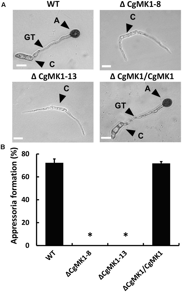 FIGURE 3