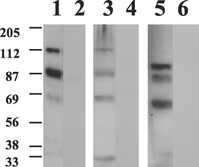 FIG. 5.