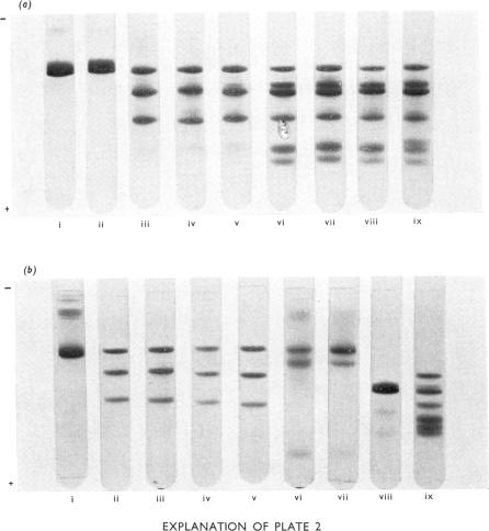 PLATE 2