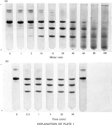 PLATE 1