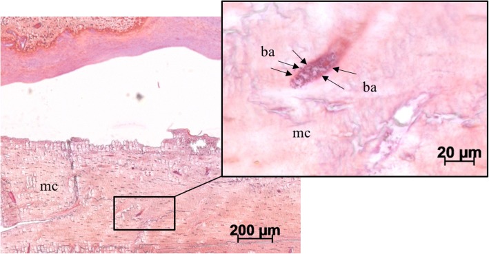 Fig. 8