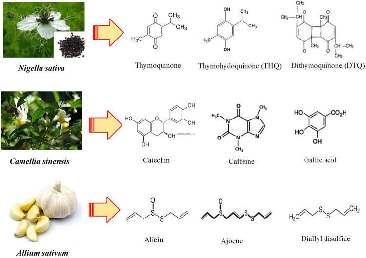 FIGURE 1