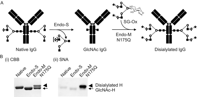 Figure 5